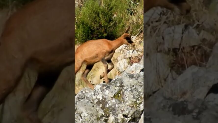 Los fascinantes animales de Andorra que debes conocer