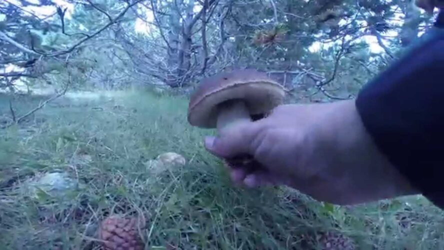 Descubre los mejores ceps en Andorra: una experiencia gastronómica inolvidable