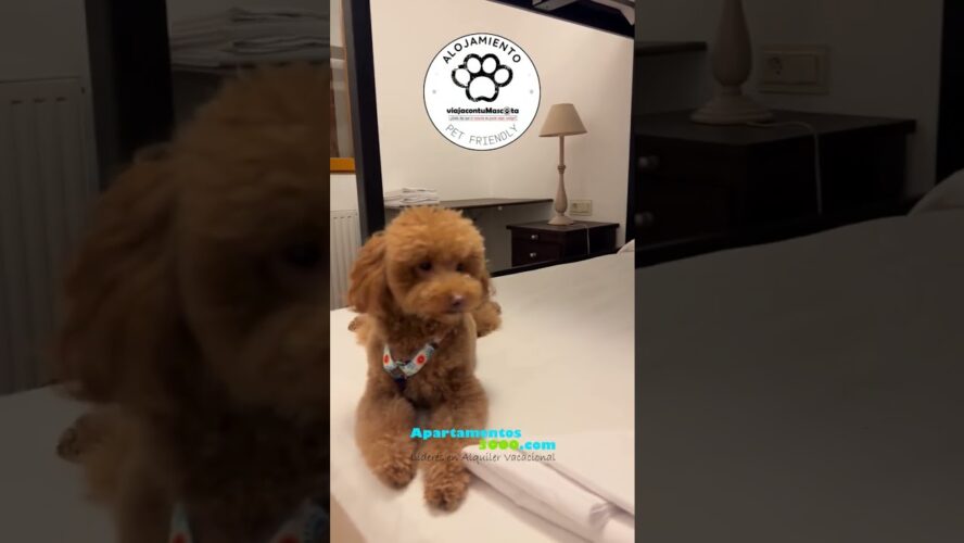 Descubre los mejores hoteles en Andorra que aceptan mascotas