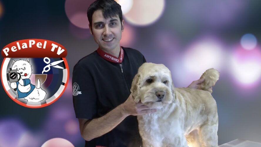 Descubre la mejor peluquería en Canillo: Nuestros servicios y promociones