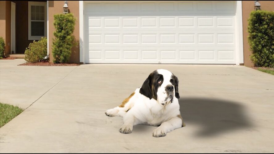 Descubre la mejor crema para Saint Bernard en Andorra